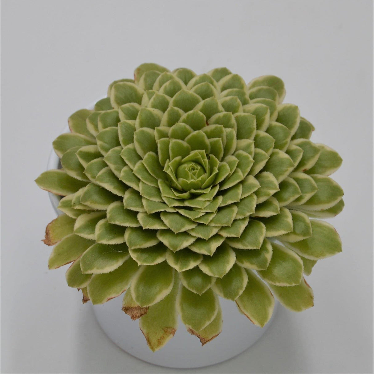 Aeonium Emerald Ice - 10.5cm