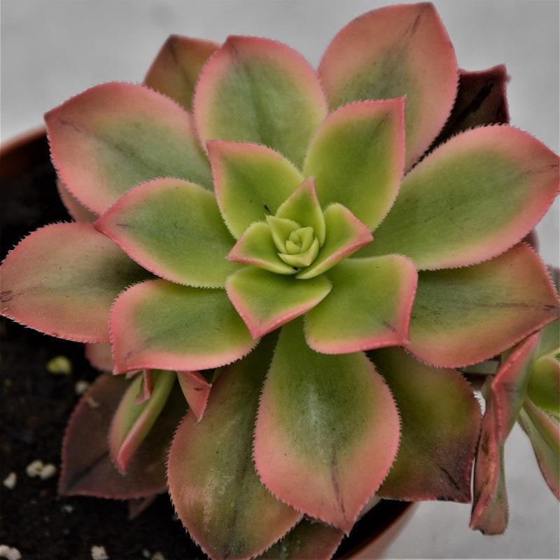 Aeonium Kiwi - 8.5cm