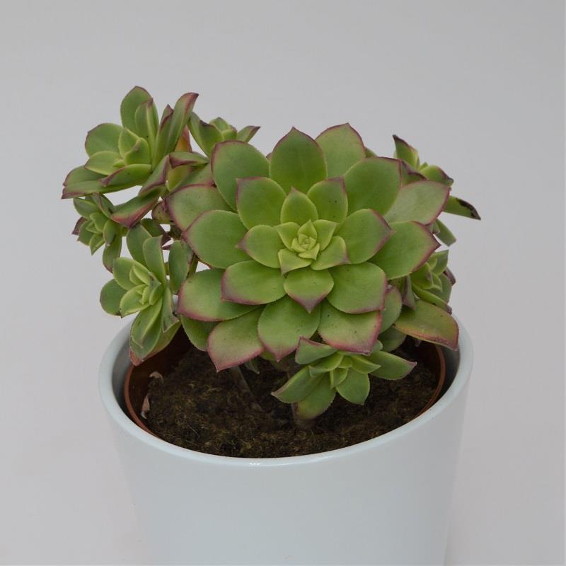 Aeonium haworthii 'Dream Color' - 12cm