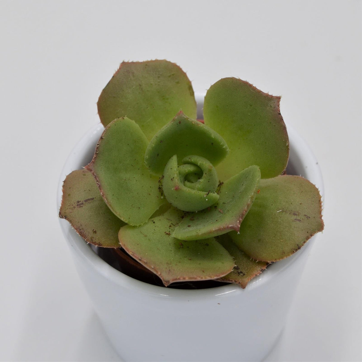 Aeonium leucoblepharum ssp. - 5.5cm