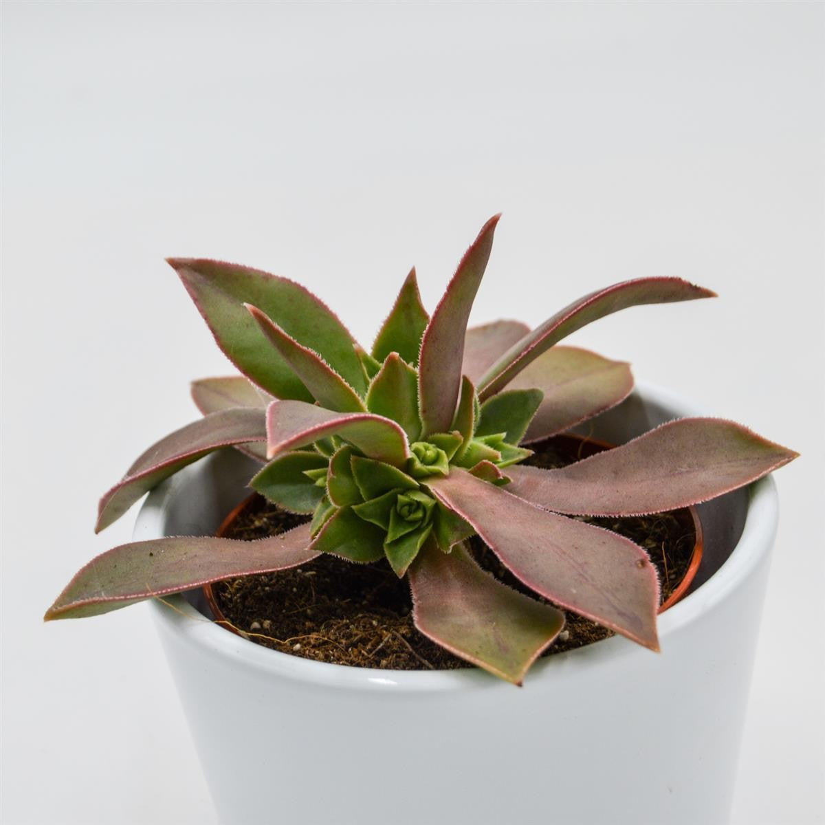Aeonium leucoblepharum - 8.5cm