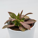 Aeonium leucoblepharum - 8.5cm