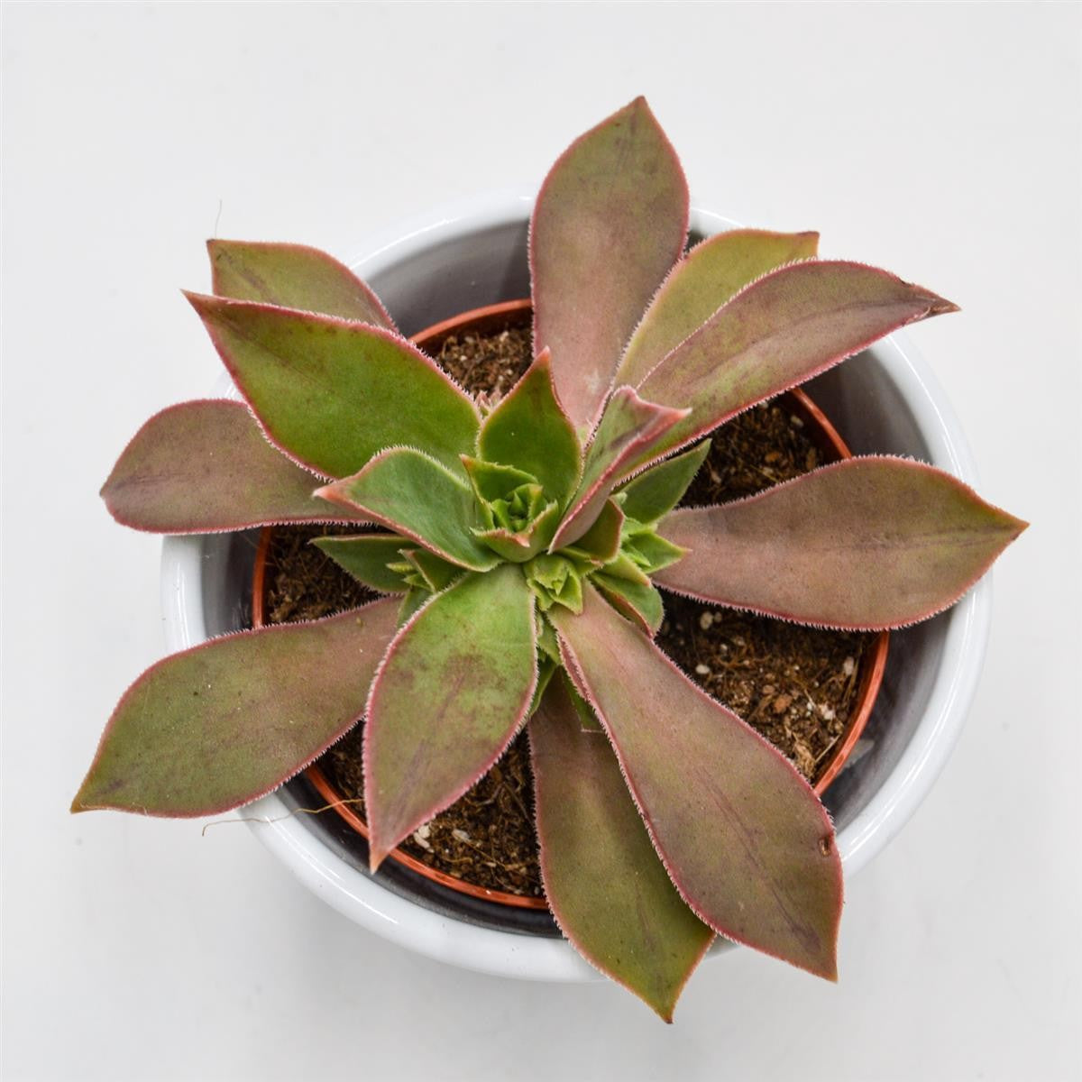 Aeonium leucoblepharum - 8.5cm