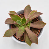 Aeonium leucoblepharum - 8.5cm