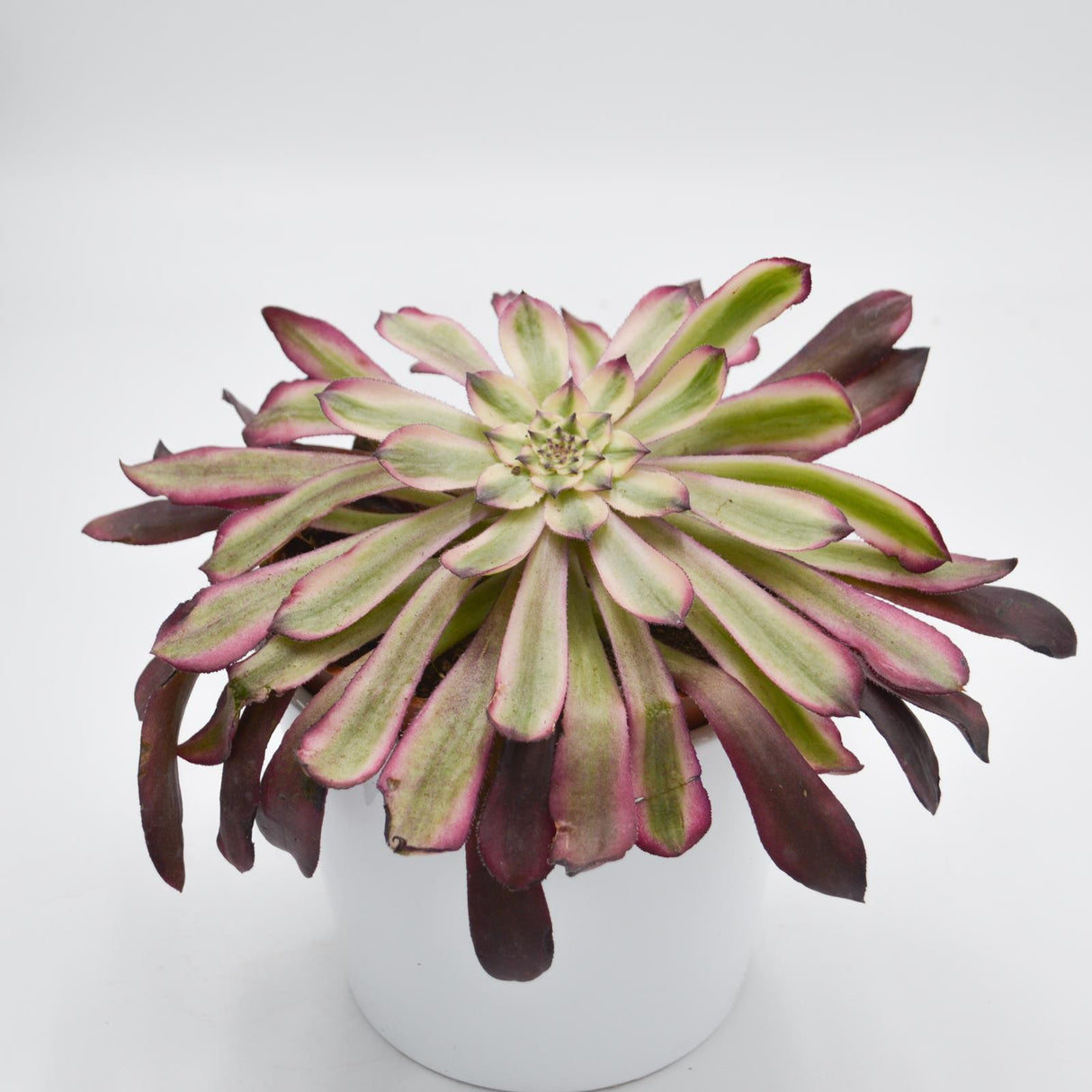Aeonium Mardi Gras - 10.5cm