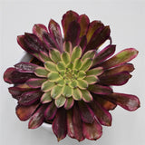 Aeonium Mardi Gras - 10.5cm