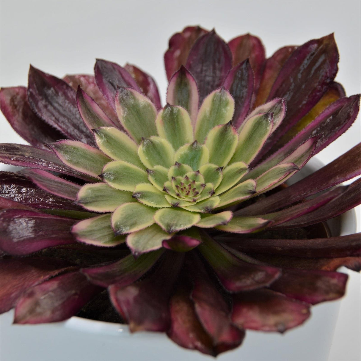 Aeonium Mardi Gras - 10.5cm