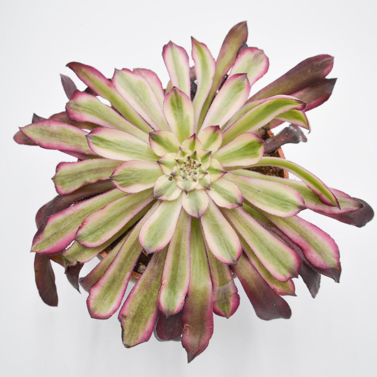 Aeonium Mardi Gras - 10.5cm