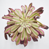Aeonium Mardi Gras - 10,5cm