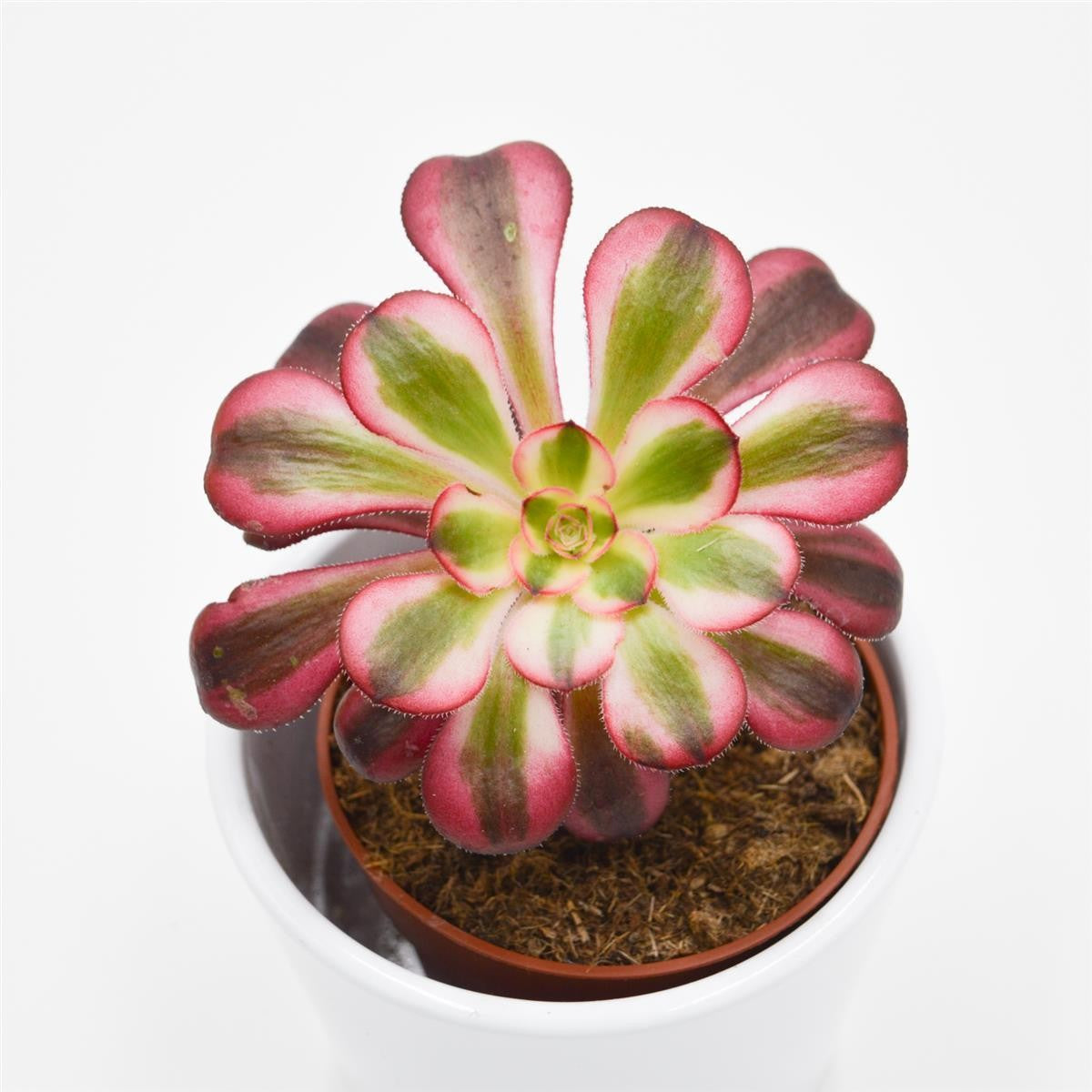 Aeonium Medusa - 8.5cm