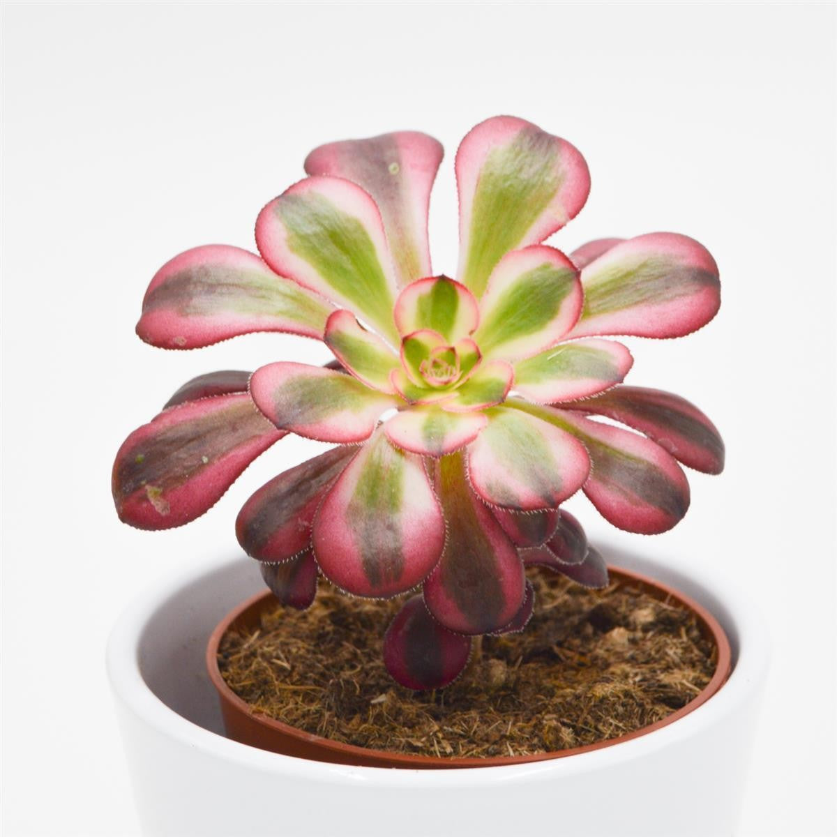 Aeonium Medusa - 8.5cm