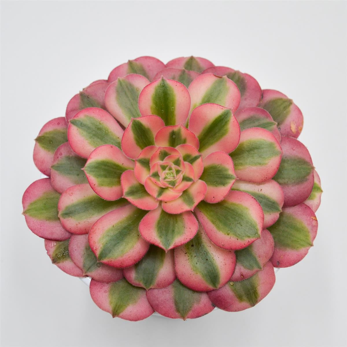 Aeonium Pink Witch - 12cm