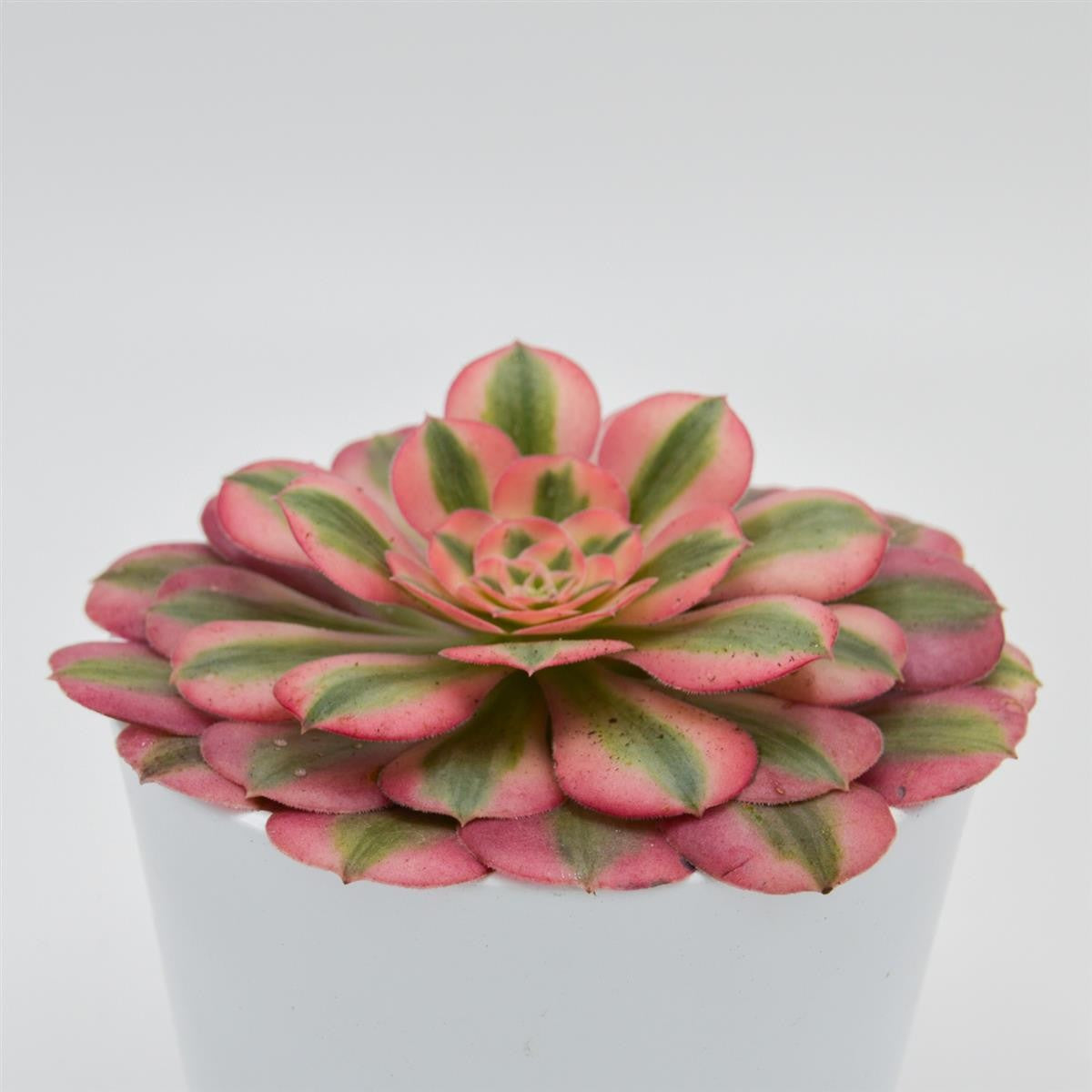 Aeonium Pink Witch - 12cm