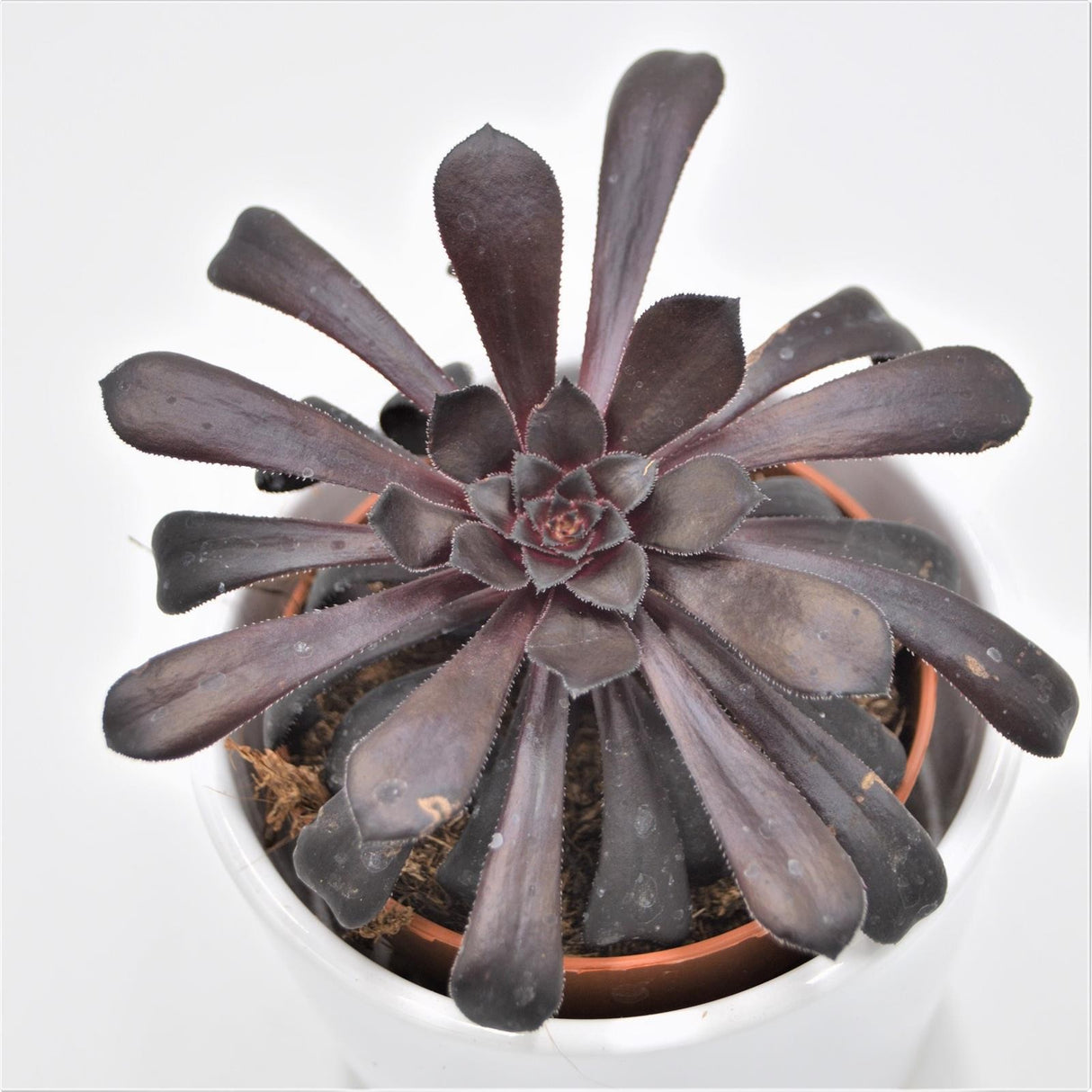 Aeonium arboreum Schwarzkopf - 8.5cm