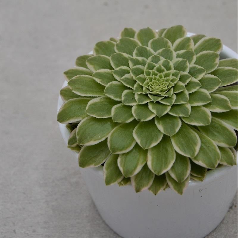 Aeonium Emerald Ice - 8.5cm
