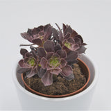 Aeonium arboreum Velours - 8.5cm
