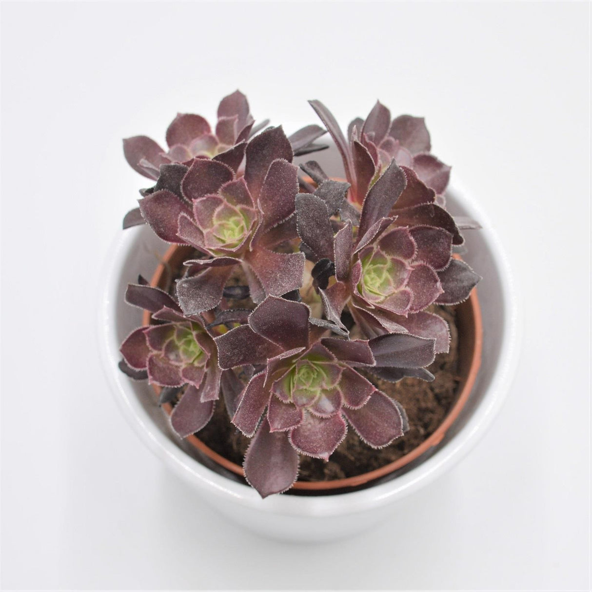 Aeonium arboreum Velours - 8.5cm