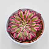 Aeonium Venus f. variegata - 10.5cm