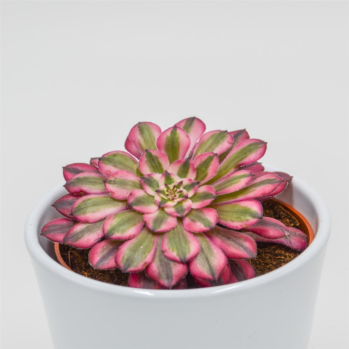 Aeonium Venus f. variegata - 10.5cm