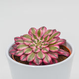 Aeonium Venus f. variegata - 10.5cm