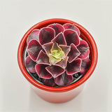 Aeonium Wheels of Fascination - 6cm