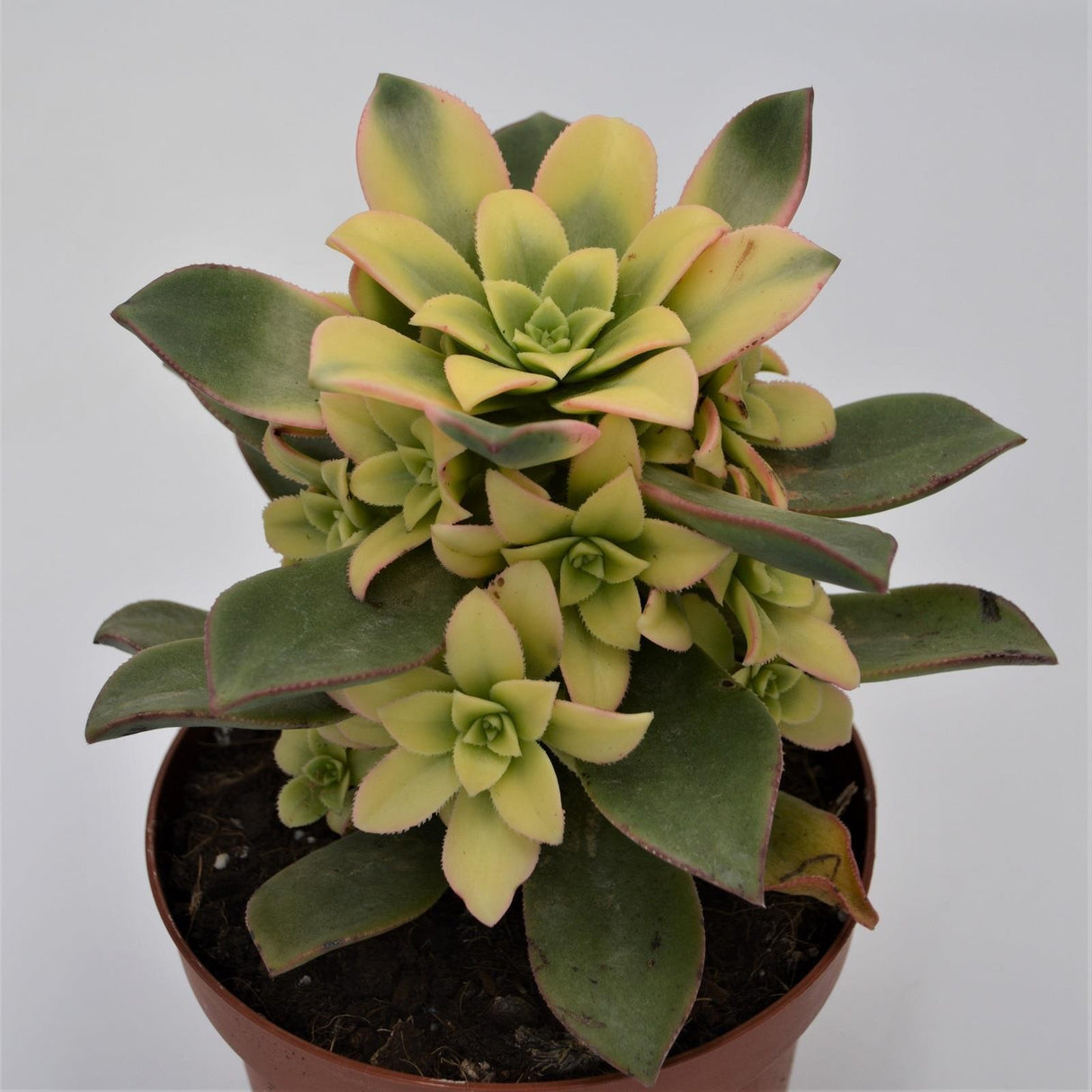 Aeonium haworthii 'Dream Color' - 12cm