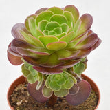 Aeonium arboreum Velours - 12cm