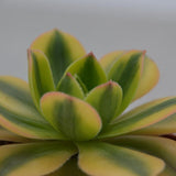Aeonium decorum Sunburst - 8,5cm
