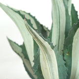 Agave americana f. mediopicta alba - 30cm