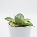 Agave dragionis - 10.5cm