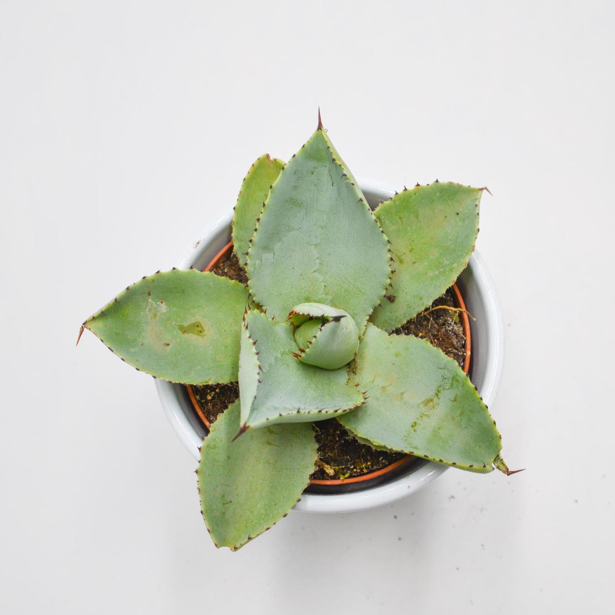 Agave dragionis - 10.5cm