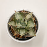 Agave isthmensis f. mediopicta alba - 6cm