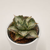 Agave isthmensis f. mediopicta alba - 6cm