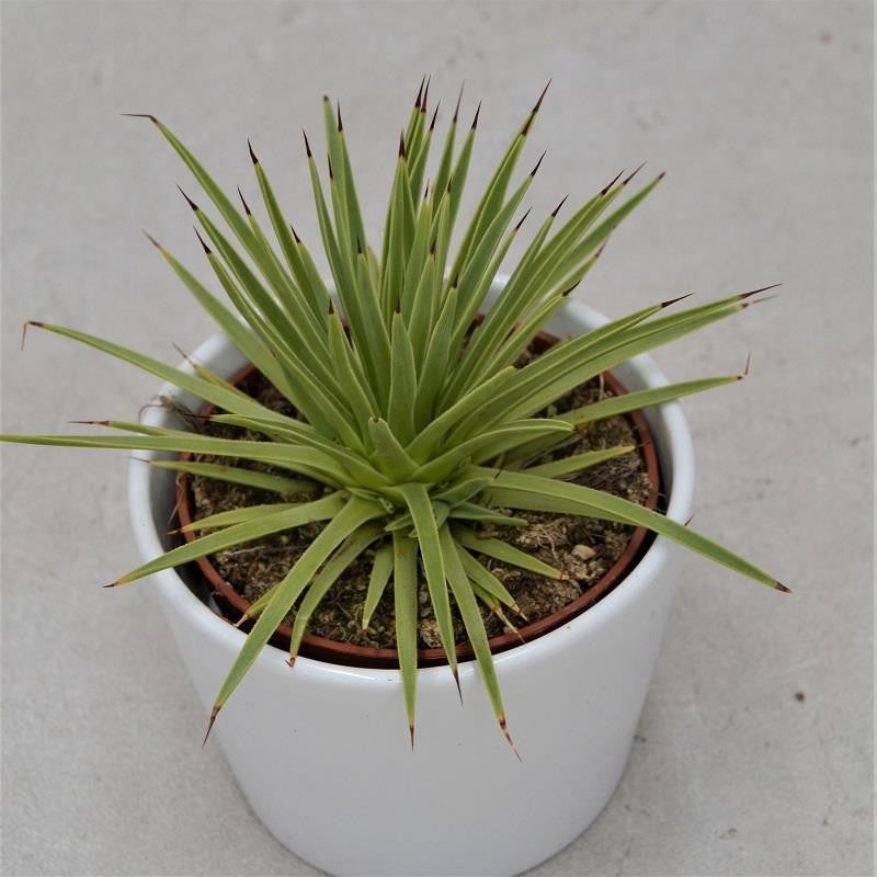 Agave striata v. nana - 10.5cm