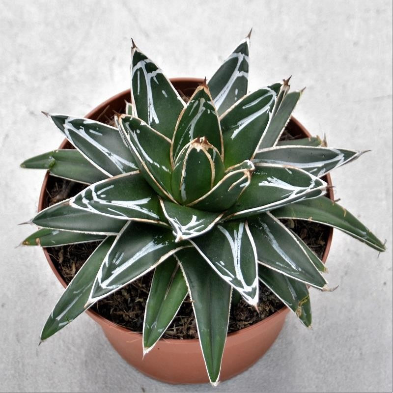 Agave victoriae-reginae - 14cm