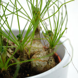 Albuca humilis spec. Cradock Hil - 10,5cm