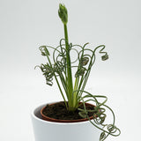 Albuca spiralis Fizzle Sizzle - 8.5cm