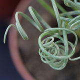 Albuca spiralis Fizzle Sizzle - 8.5cm