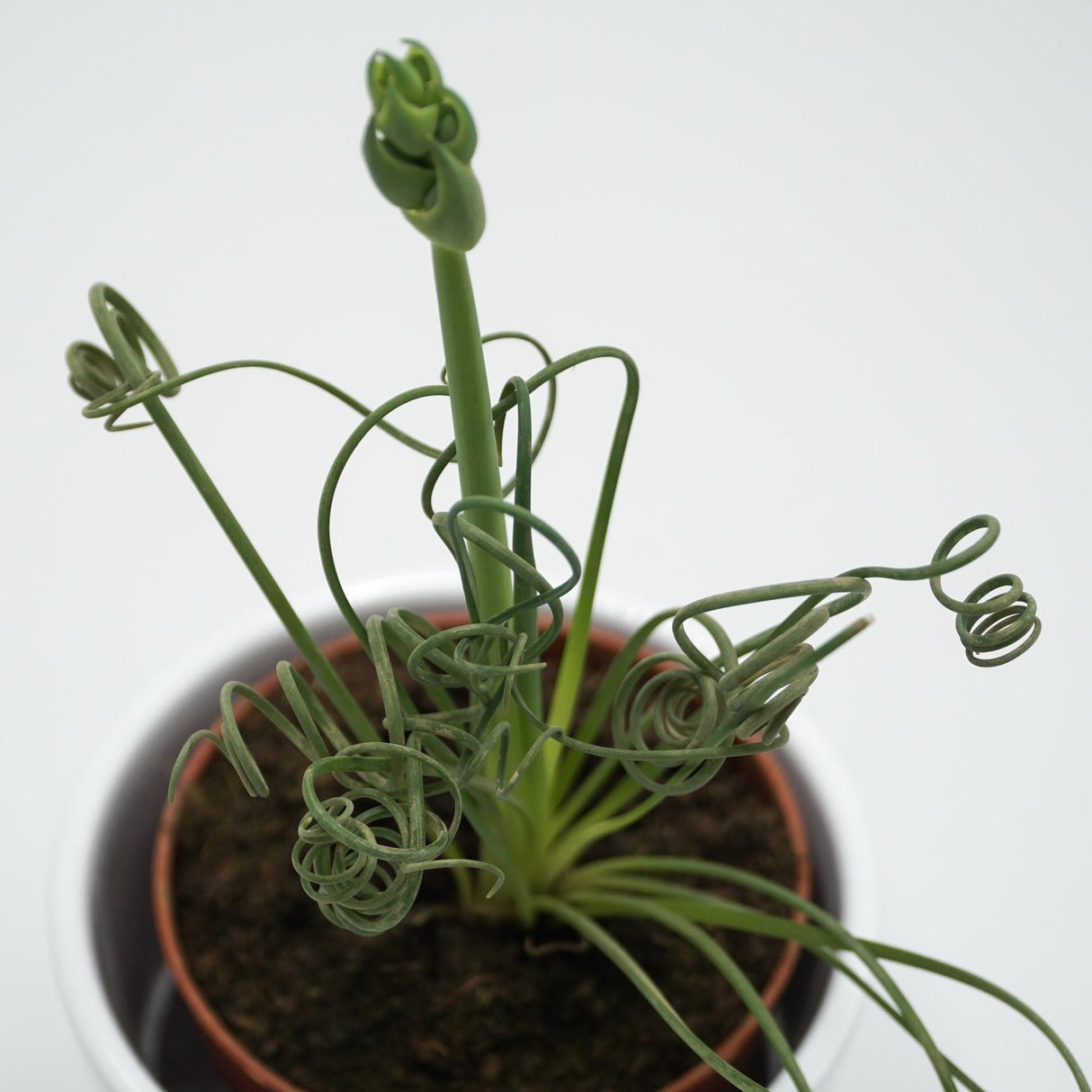 Albuca spiralis Fizzle Sizzle - 8.5cm