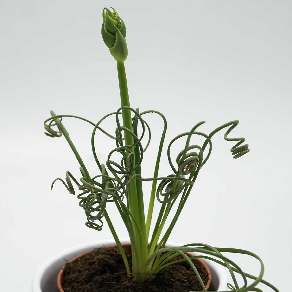 Albuca spiralis Fizzle Sizzle - 8,5cm
