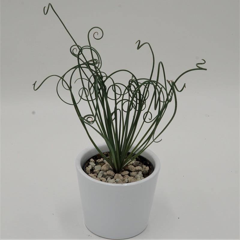 Albuca spiralis Fizzle Sizzle - 10.5cm