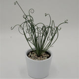 Albuca spiralis Fizzle Sizzle - 10.5cm