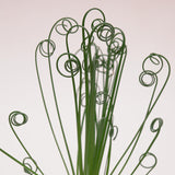 Albuca spiralis Fizzle Sizzle - 10.5cm