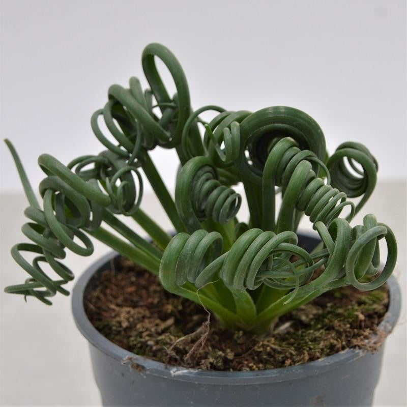 Albuca spiralis Fizzle Sizzle - 10.5cm