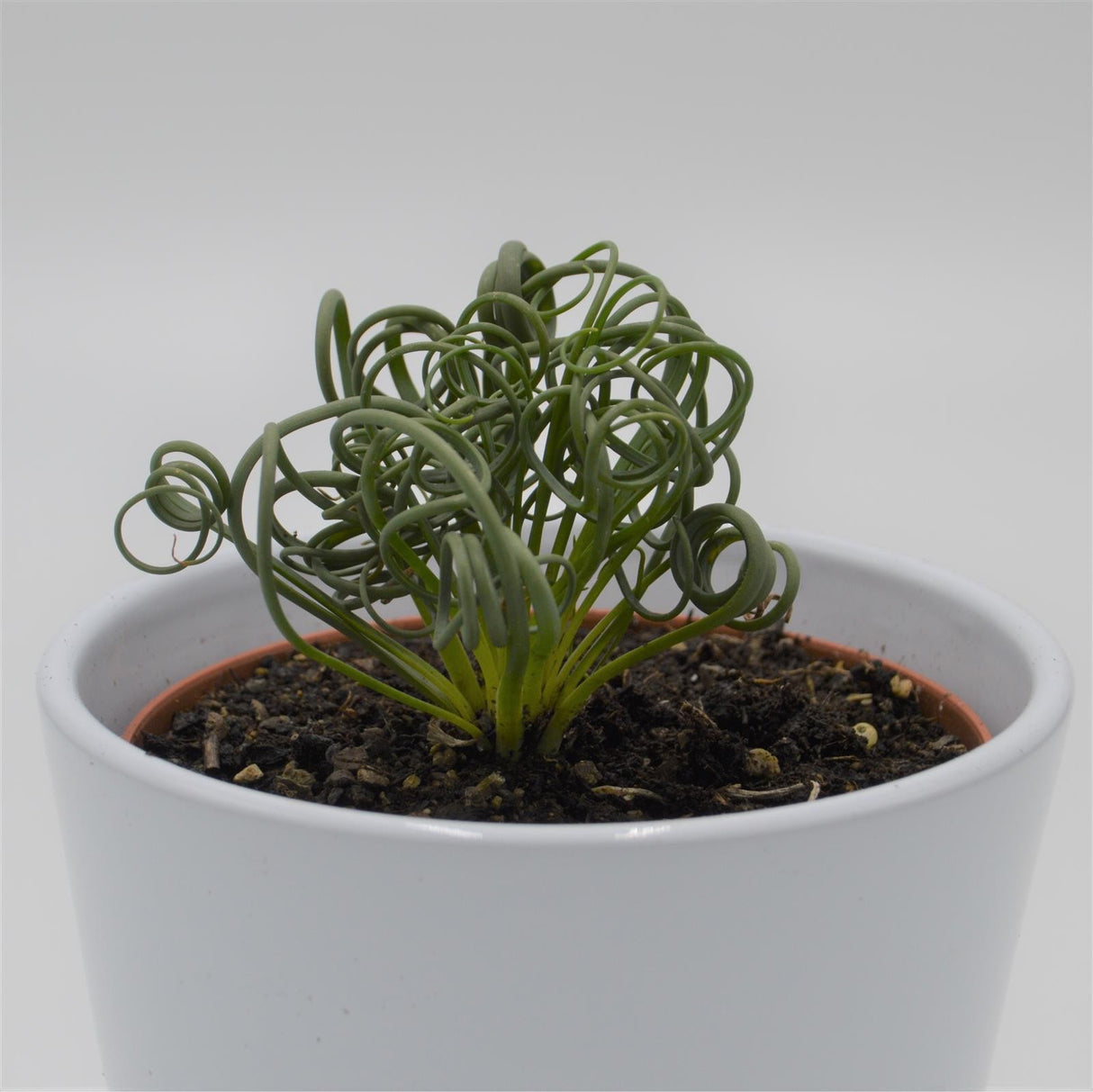 Albuca spiralis Fizzle Sizzle - 10.5cm
