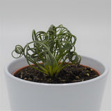 Albuca spiralis Fizzle Sizzle - 10.5cm