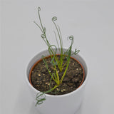 Albuca spiralis Fizzle Sizzle - 10.5cm