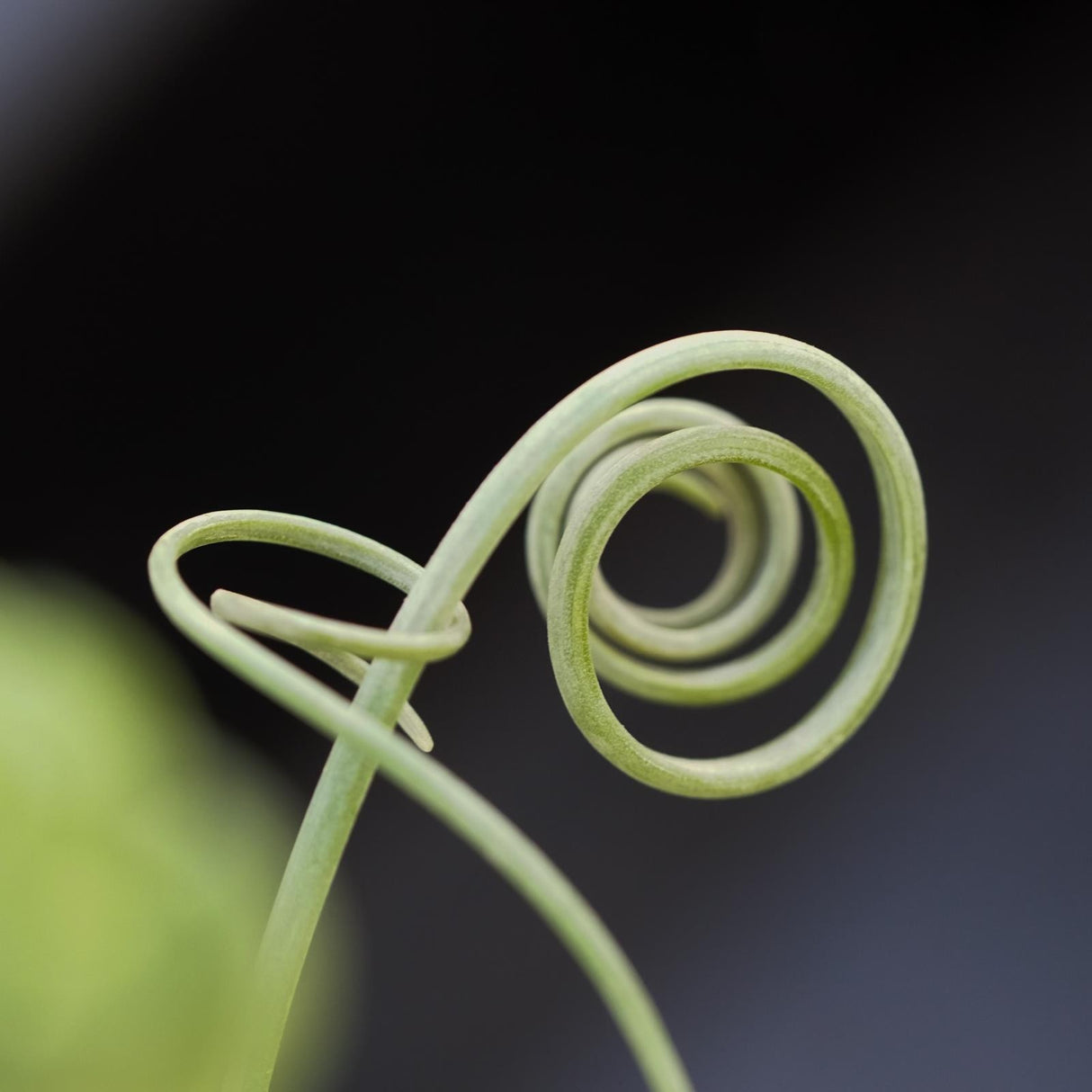 Albuca spiralis Fizzle Sizzle - 10.5cm