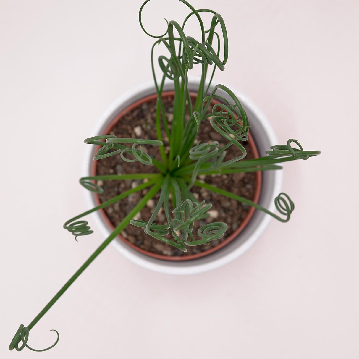 Albuca spiralis Fizzle Sizzle - 10.5cm