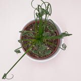 Albuca spiralis Fizzle Sizzle - 10.5cm